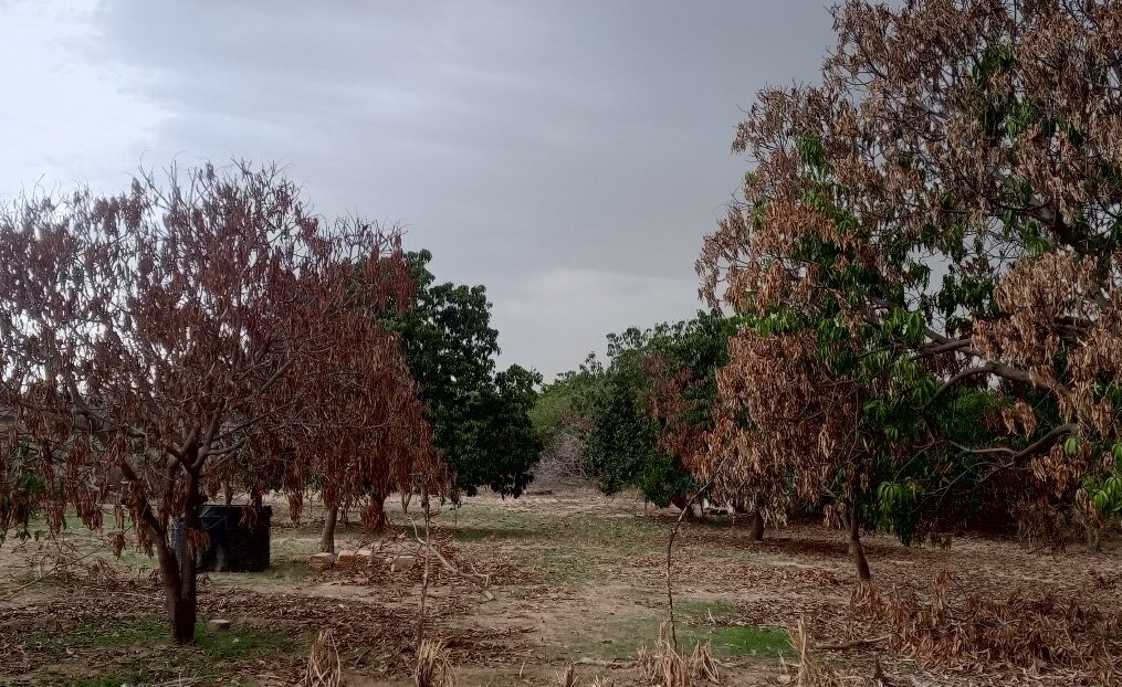 Catastrophes Climatiques 2024 à Yagoua : Impact dévastateur et solutions proposées